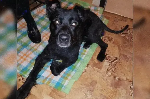 Пропала и найдена собака в Москве, ищем хозяев!