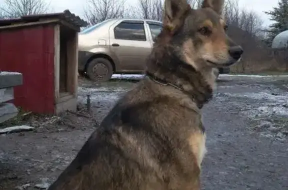 Пропала собака Тобик в Симферополе, Республика Крым