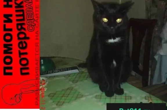 Пропала черная кошка в Люблино, Москва.