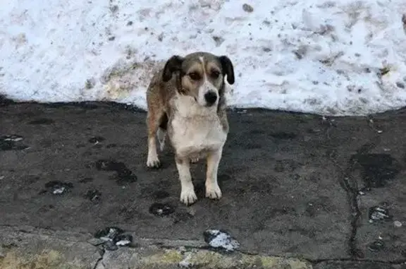 Пропала собака на Молостовых, Москва, 18 марта.