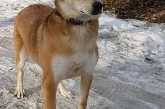 Найдена собака Линда, ищем хозяев в Новосибирске.