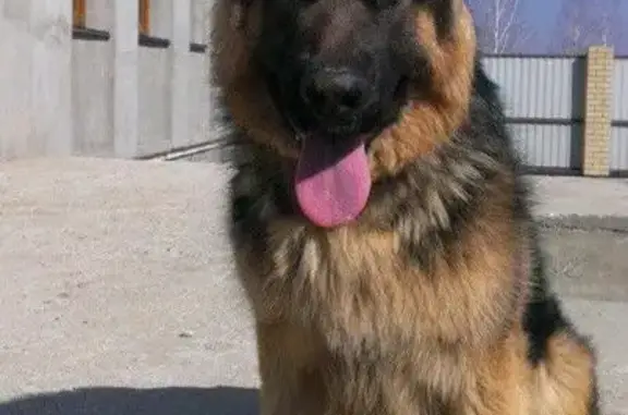 Пропала собака Рекс в Саратове, вознаграждение, звоните!