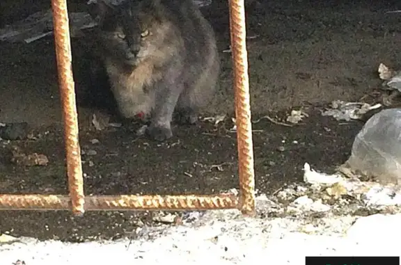 Найдена пугливая кошка с оторванной лапкой в Ленинском районе, Саратов.