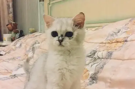 Пропала кошка Котёнок в Бужарово, Московская область