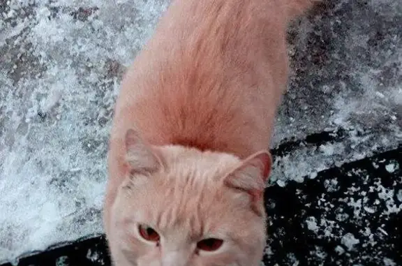 Найден кот в Боровичах, Новгородская обл.