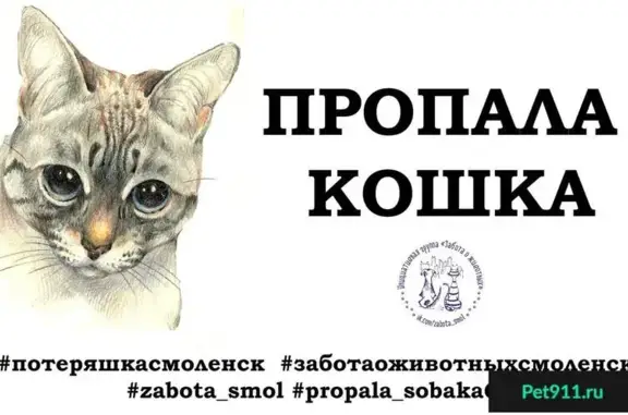 Пропала кошка на ул. П. Алексеева, д.6