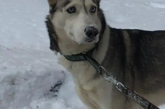 Пропала собака ХАСКИ в Чертаново, Москва