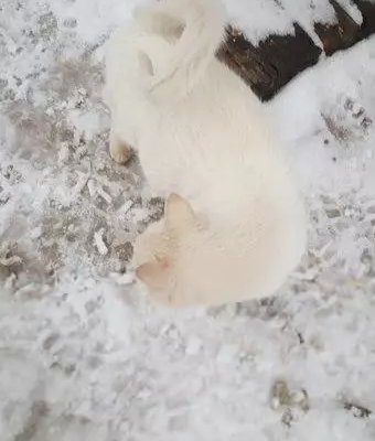 Найдена белая кошка в Домодедово!