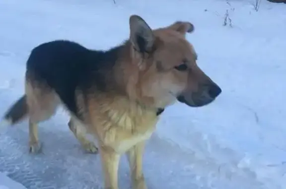 Найдена собака около Краевой больницы в Барнауле