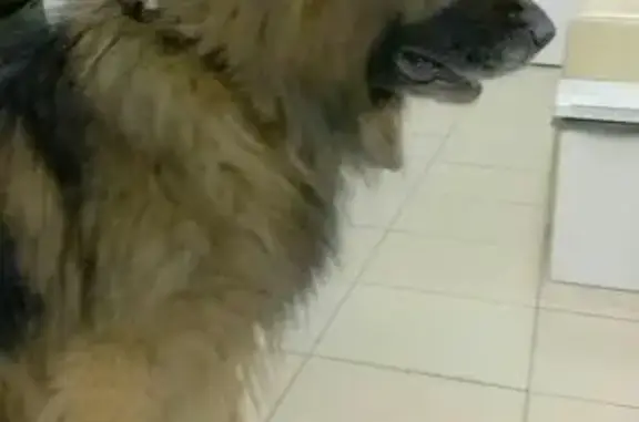 Найдена собака в Казани на улице Качалова