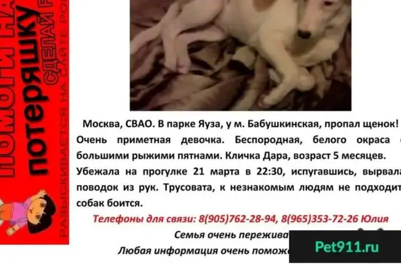Пропала собака в СВАО Москвы
