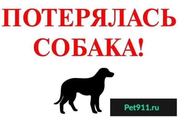 Пропала собака Марли, район Рыбинского, Кемерово