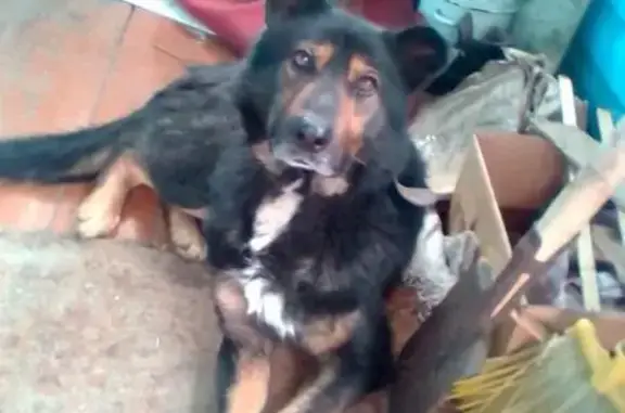 Найден пёс в Горно-Алтайске