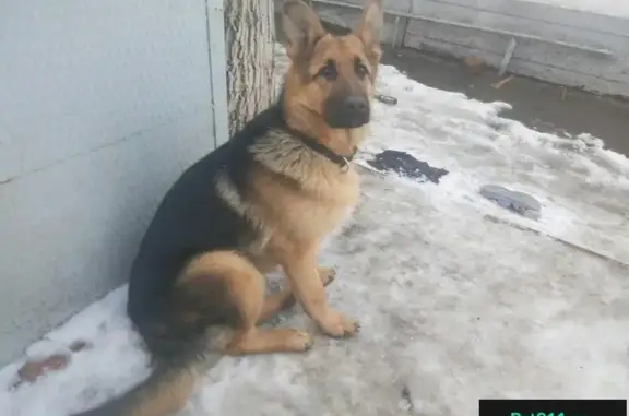 Пропала собака на ул. Железнодорожной, Новочеркасск