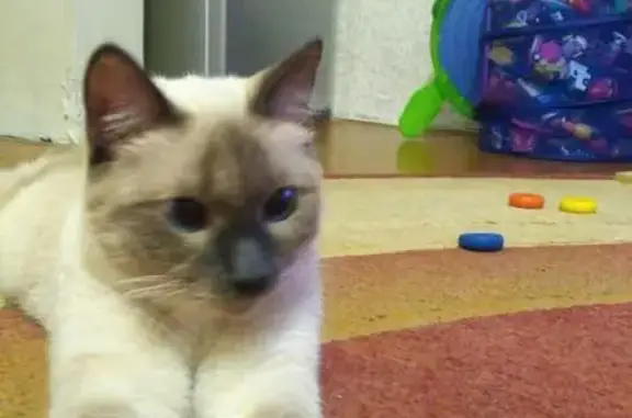 Найдена кошка в Тюмени ищет дом