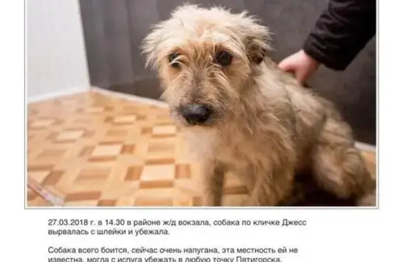 Пропала собака Джесс в Пятигорске!