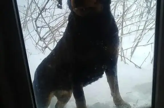 Пропала собака породы ротвейлер по адресу в Волгоградской области
