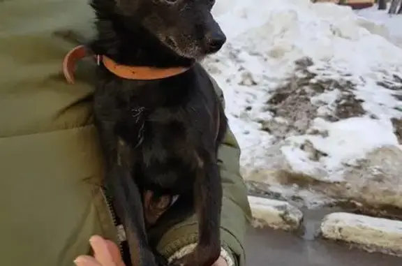 Найдена собака на Золотодолинской, ищем хозяина или приют.