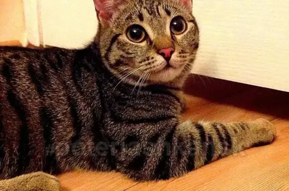 Найден молодой кот в Первомайском районе, ищем новых хозяев!