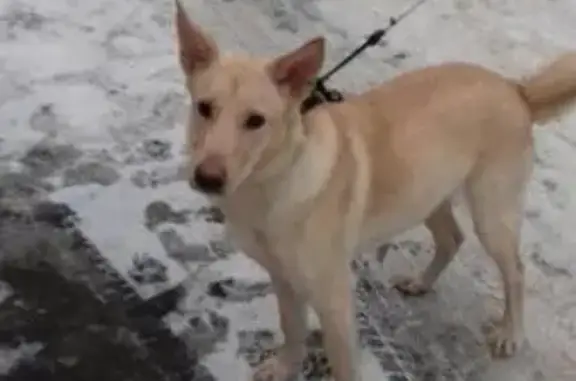 Пропала собака Альфа в Златоусте, Челябинская область