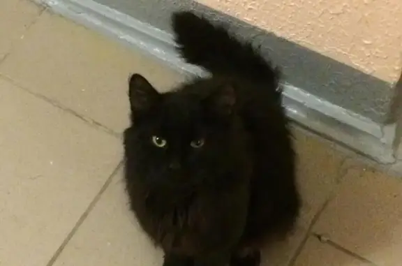 Найдена чёрная кошка в Мытищах, Юбилейная ул. 35к1