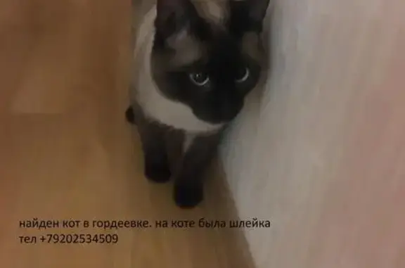 Найдена кошка с шлейкой в Нижнем Новгороде
