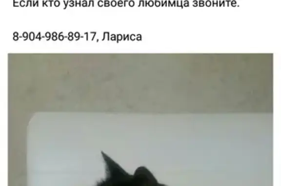 Найден чёрный кот на ул. Новгородцевой, 17Б
