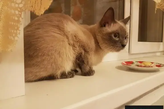 Найдена кошка возле общаг на Московском