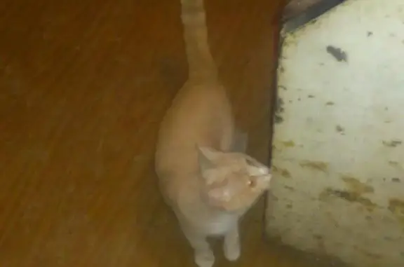 Пропала кошка, найден рыжий кот-подросток в Уфе