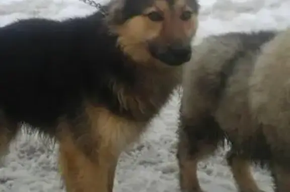Найдена собака в Шуе, ищем ответственного хозяина!