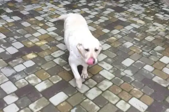 Найдена собака в Лабинске, Краснодарский край