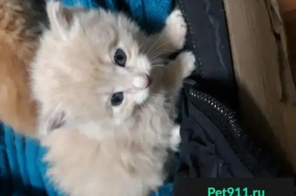 Найден котенок в Москве, м. Шоссе Энтузиастов.