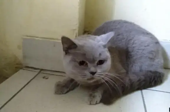 Найдена кошка на улице Текучёва в Ростове