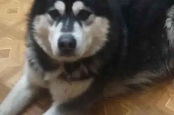 Найден лохматый пес с ошейником в Таганроге