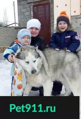Пропала собака Демон в районе Уваровка, Сызрань