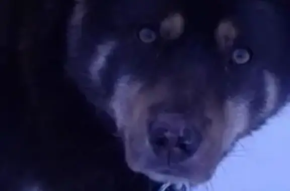 Найдена крупная собака в Березовке, ищем новых хозяев
