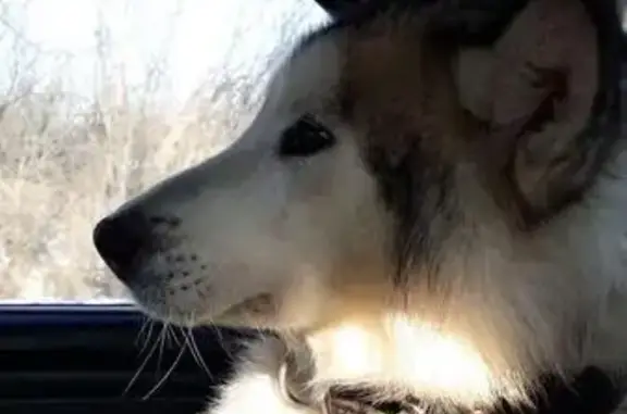 Собаки потеряшки, Екатеринбург, фото: Потеряшка собака Маламут в Екатеринбурге (Кольцова)