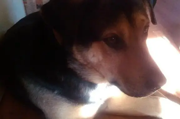 Найден красавец-пес Тор в Новосибирске