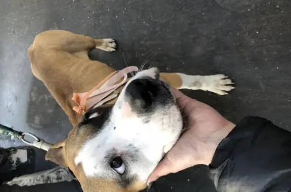 Собака с купированными ушами на 2-й Владимирской улице в Москве