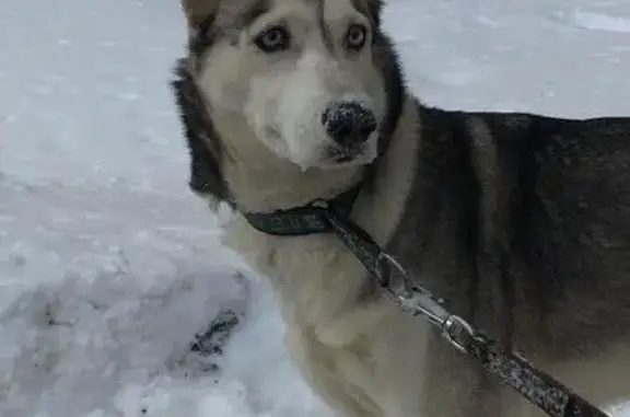 Пропала собака на ул. Подольских Курсантов, Москва