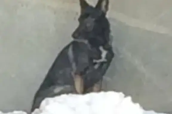 Найдена собака в Чкаловском районе, помогите найти хозяев