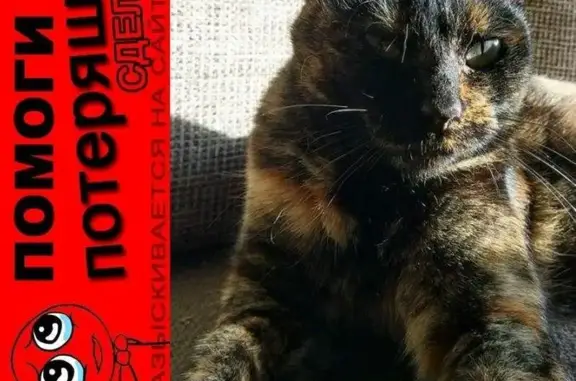 Пропала черепаховая кошка в Минске, ул. Мирошниченко 9