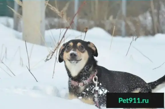 Пропала собака Багира в Москве, ищем дом с активной жизненной позицией!