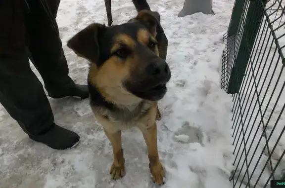 Найдена собака в Фестивальном парке, Москва