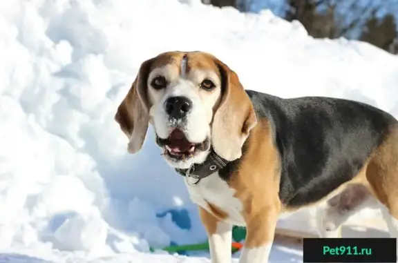 Собаки потеряшки, Первомайское, фото: Потеряшка собака Джой в поселке Огоньки, Ленинградская область