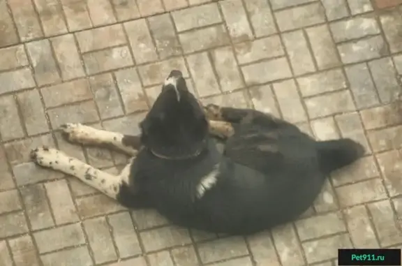 Найден черно-белый кобель в Рузино, Московская область