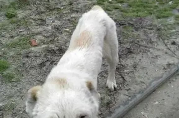 Собака потерялась в Аксае, Ростовская область! СОС!