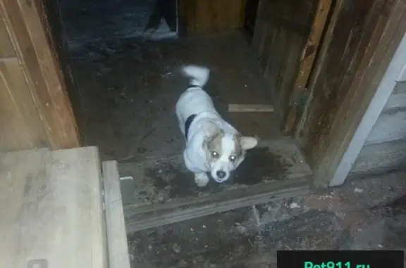 Собаки потеряшки, Екатеринбург, фото: Потеряшка собака Майло (Сысерть, Свердл. обл.)