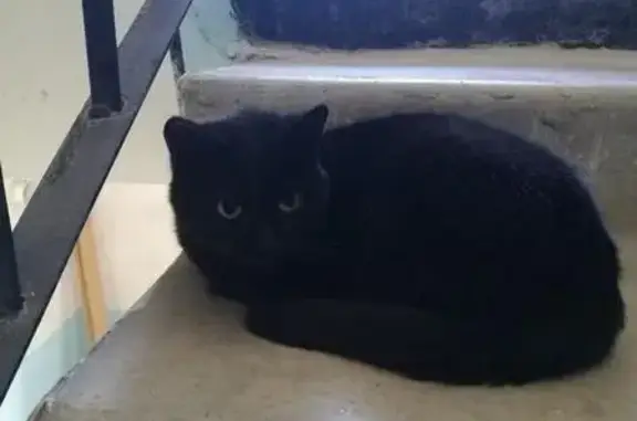 Найдена кошка на ул. Депутатская в Тюмени