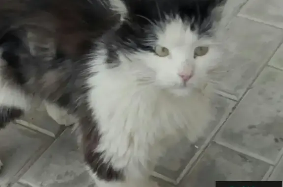 Срочно нужна помощь для найденной кошки в Тольятти!